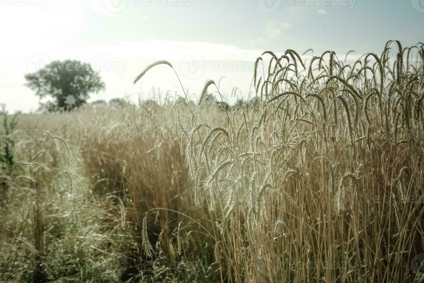 Wheat in vintage color,Pampas,Argentina photo