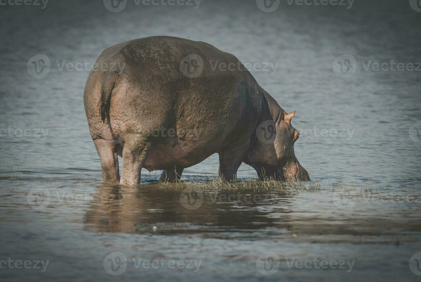 hipopótamo anfibio, sur África foto