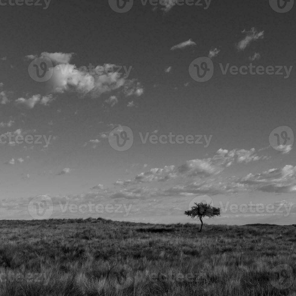 Pampas grass landscape, La Pampa province, Patagonia, Argentina. photo