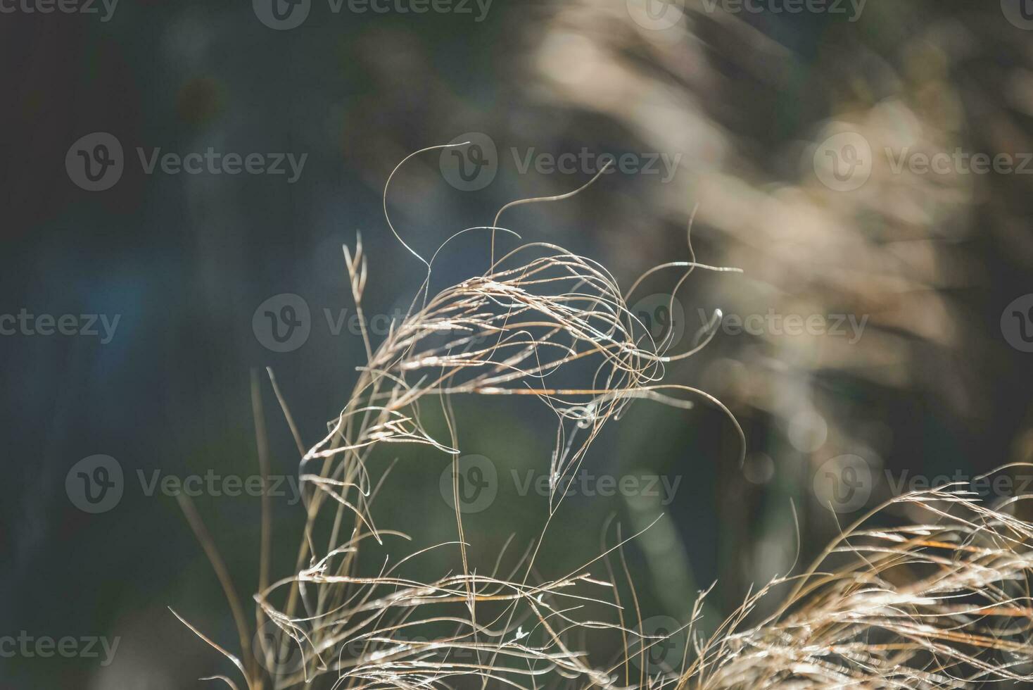 césped en campo pampa argentina foto