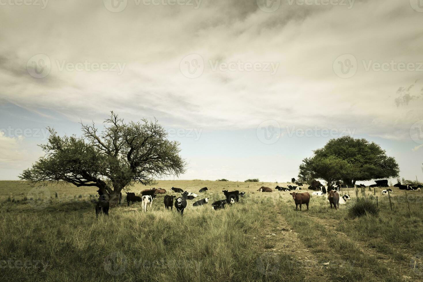 novillos alimentado en pastar, la pampa, argentina foto