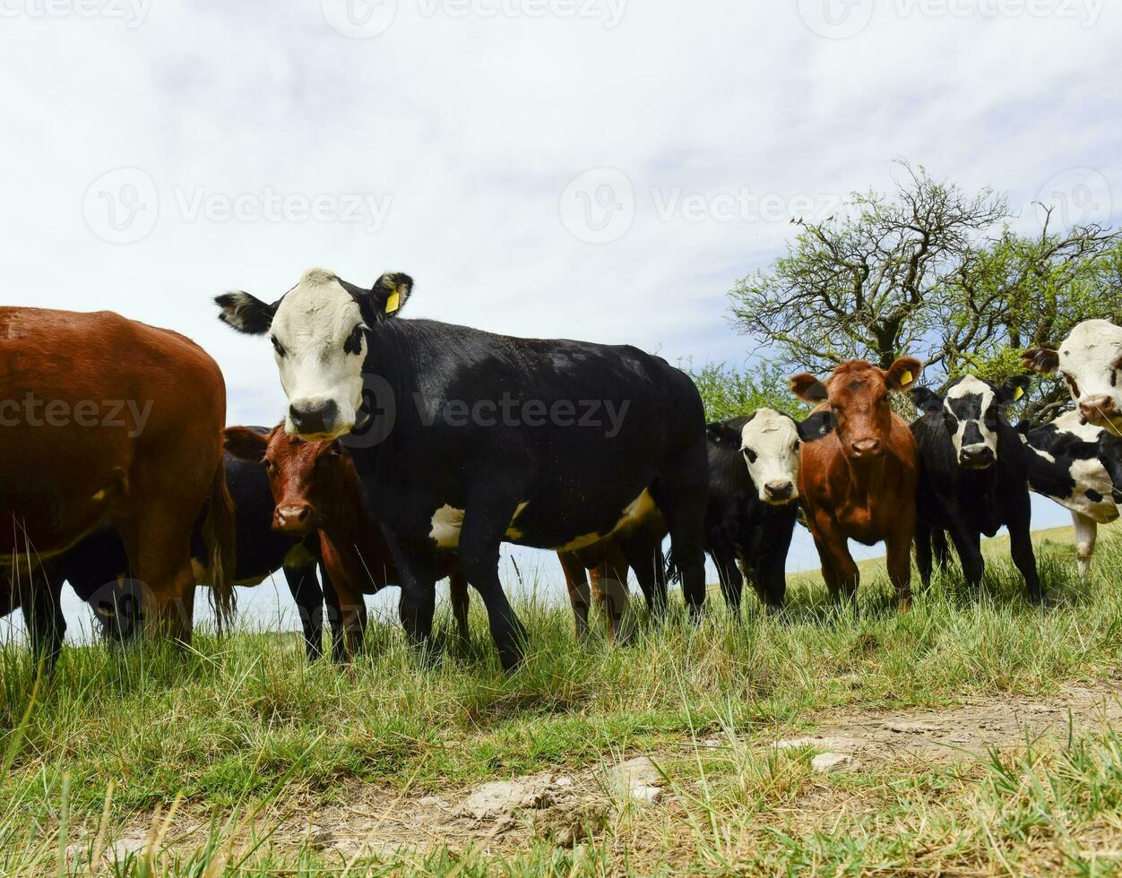 Steers fed on pasture, La Pampa, Argentina photo