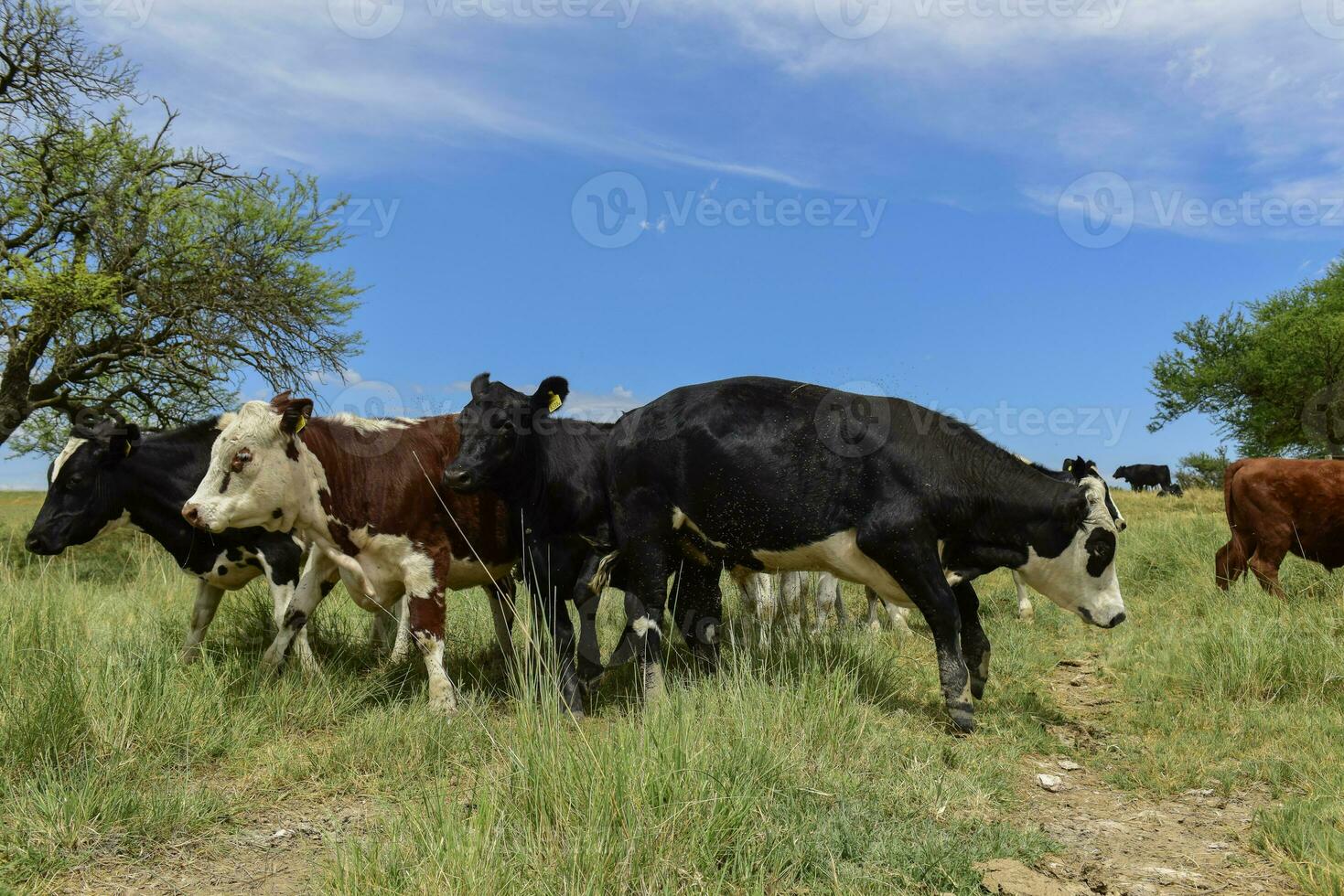 Cows fed with grass, Buenos Aires, Argentina photo