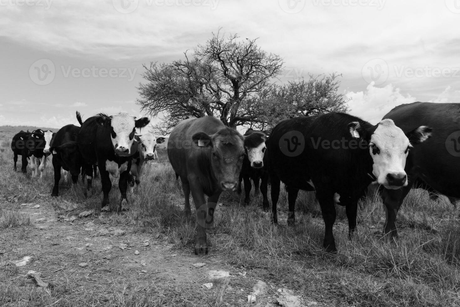 novillos alimentado en pastar, la pampa, argentina foto