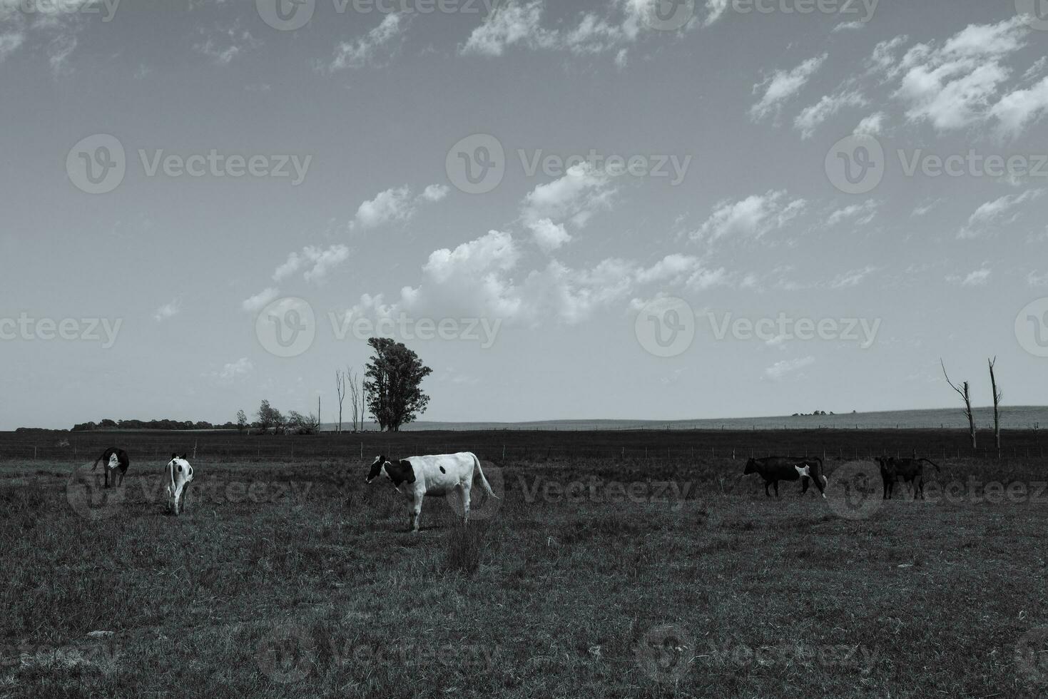 Cows fed with grass, Buenos Aires, Argentina photo