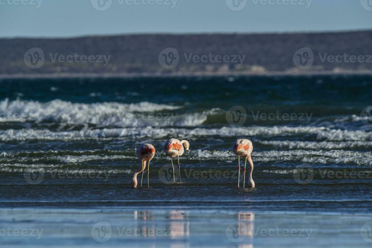 flamencos alimentación en un playa península Valdés, Patagonia, argentina foto