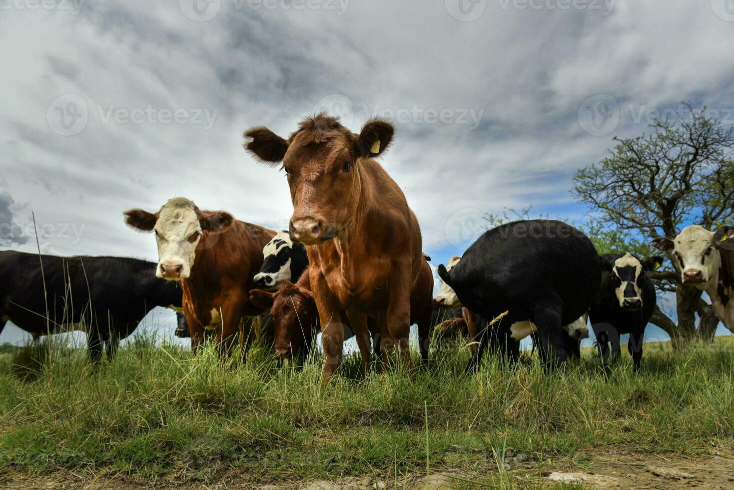 Steers fed on pasture, La Pampa, Argentina photo