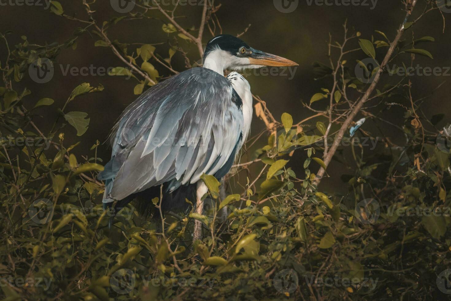 blanco cuello garza, pantanal , Brasil foto