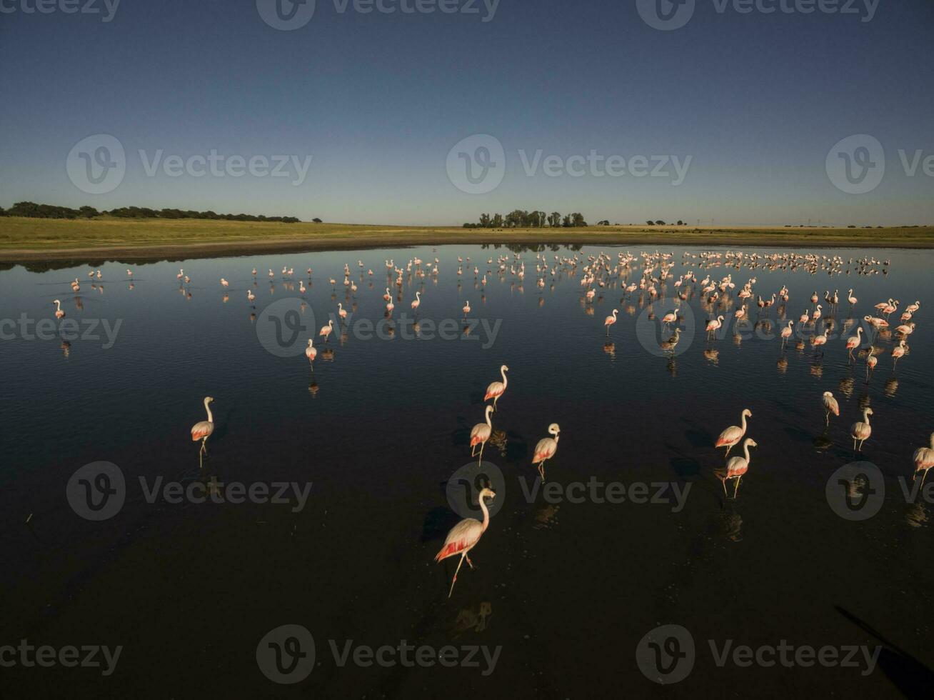 Flamingos flock in a lagoon habitat, Patagonia, Argentina photo