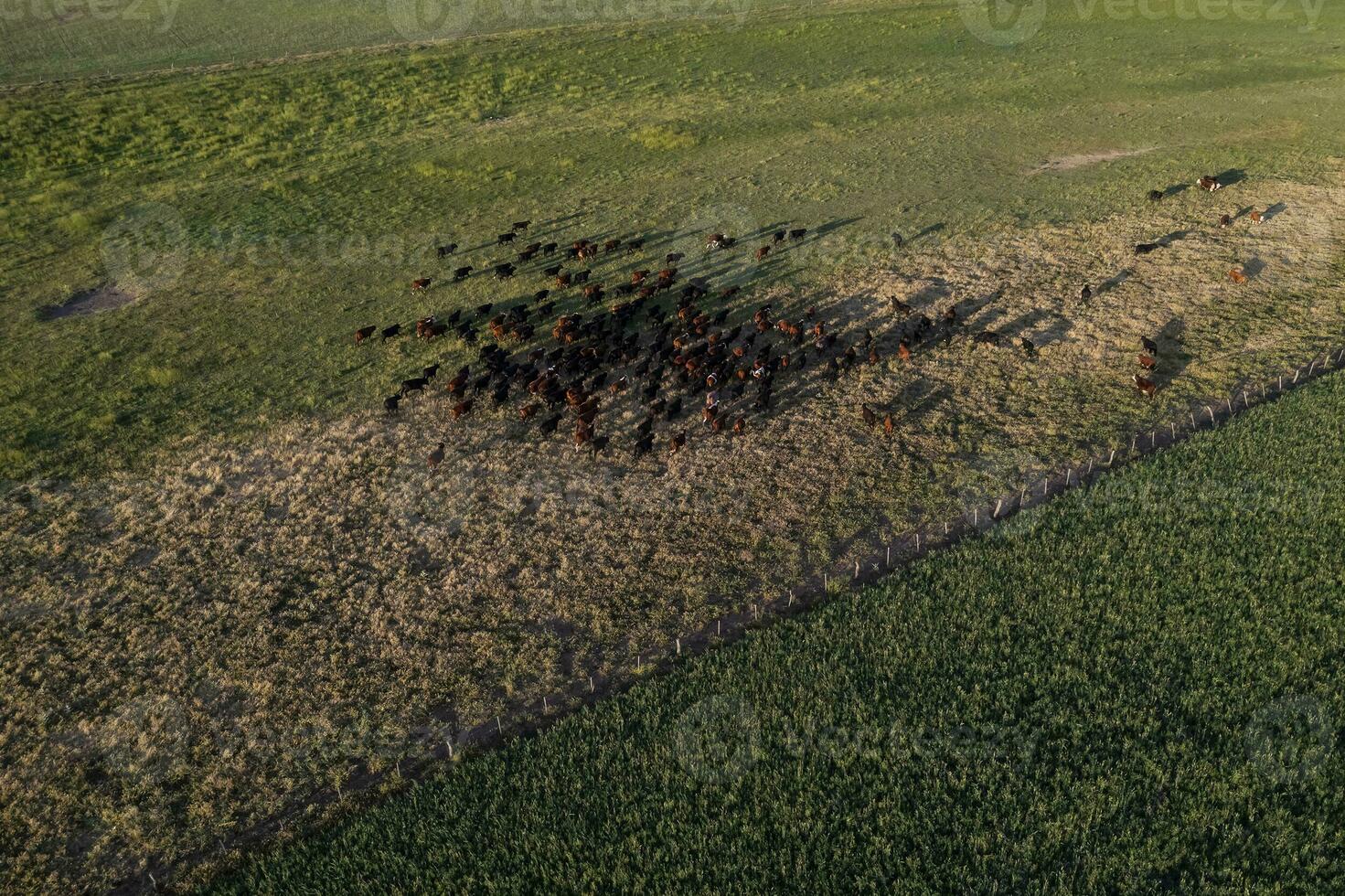 Aerial view of a troop of steers for export, cattle raised with natural pastures in the Argentine countryside. photo