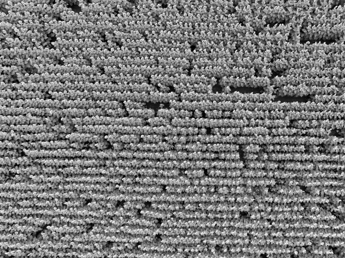 Sunflower cultivation, Aerial view, in pampas region, Argentina photo