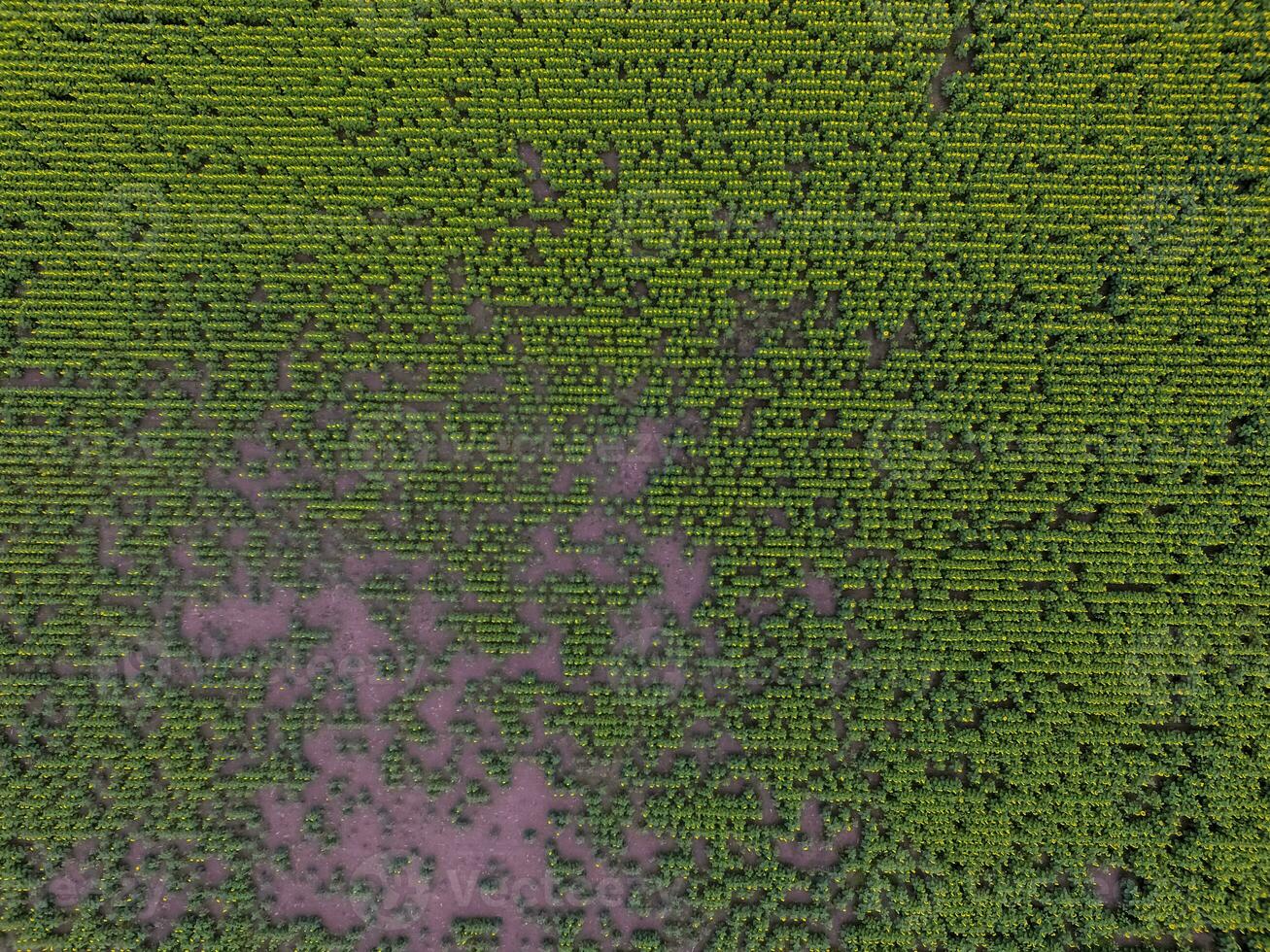 girasol cultivo, aéreo vista, en pampa región, argentina foto