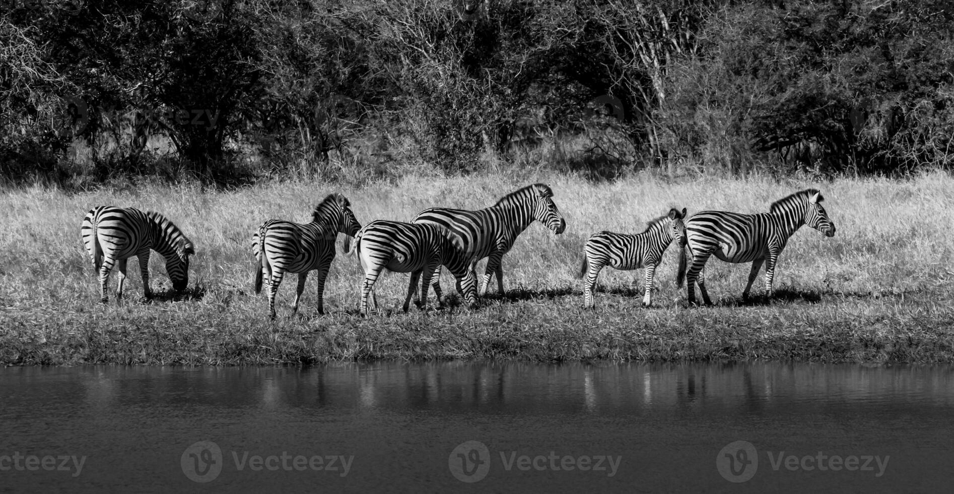 Herd of zebras in the African savannah photo