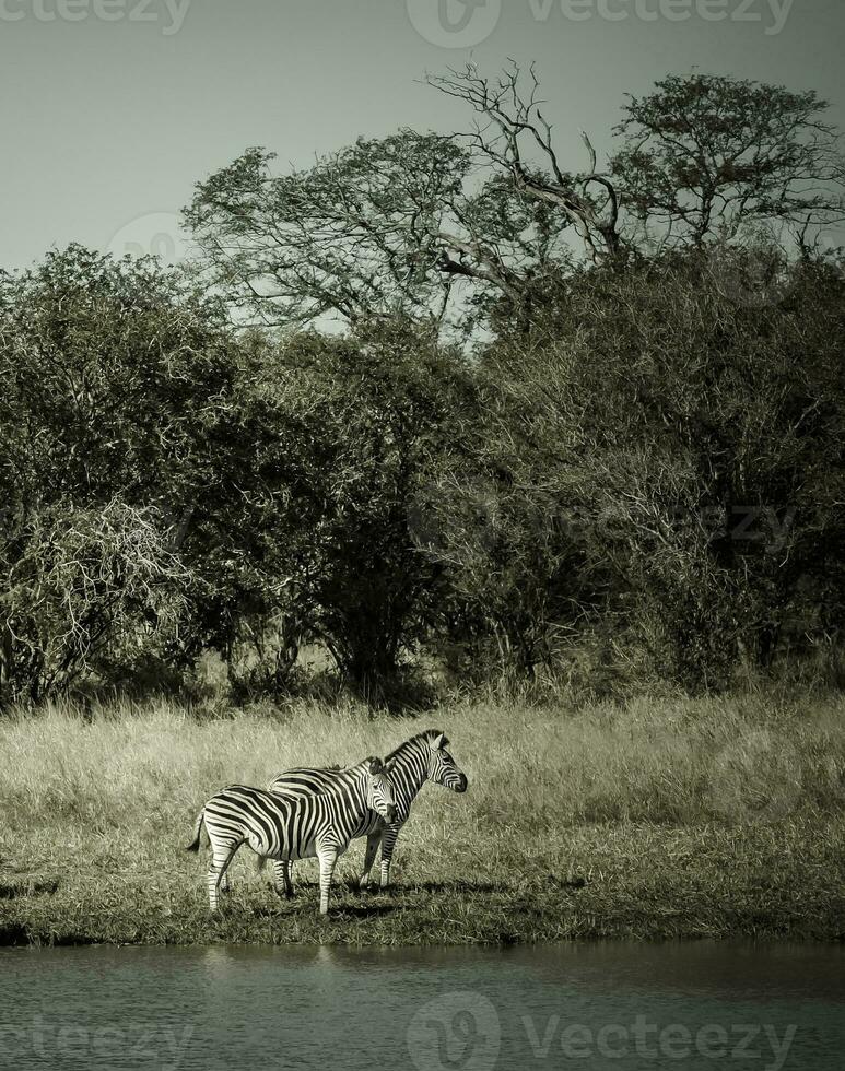 Herd of zebras in the African savannah photo