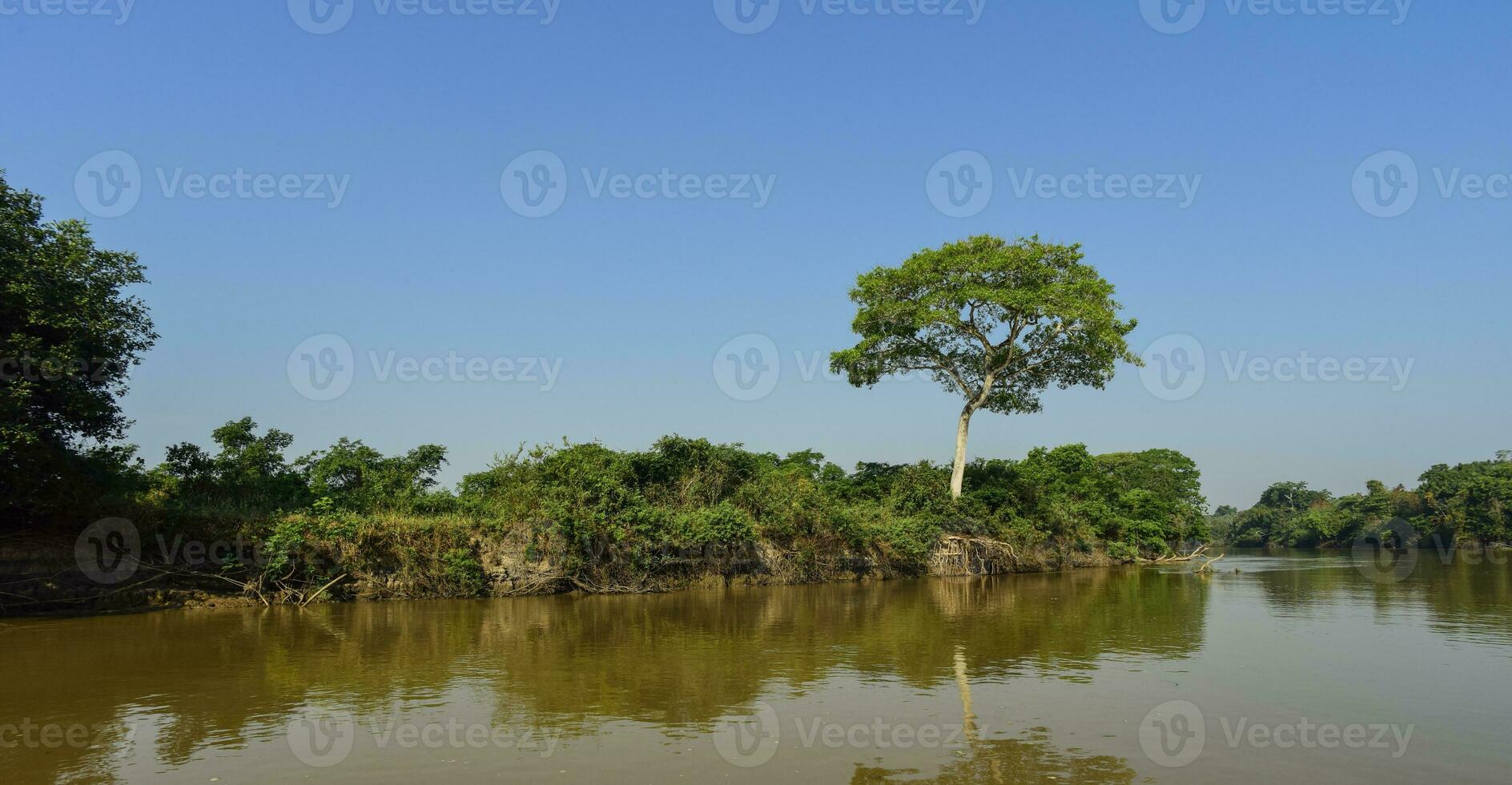pantanal bosque ecosistema, mato asqueroso, Brasil foto
