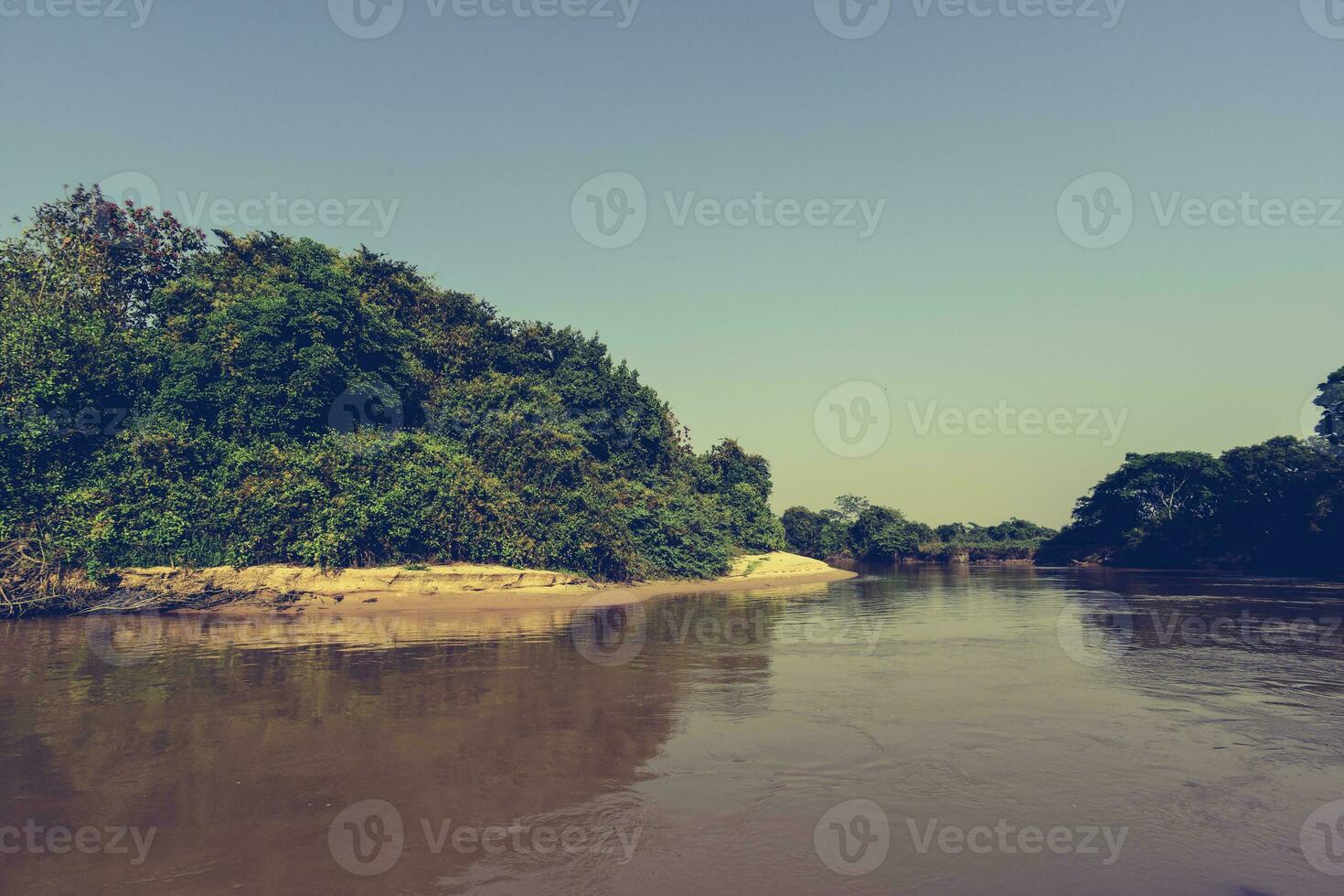 pantanal bosque ecosistema, mato asqueroso, Brasil foto