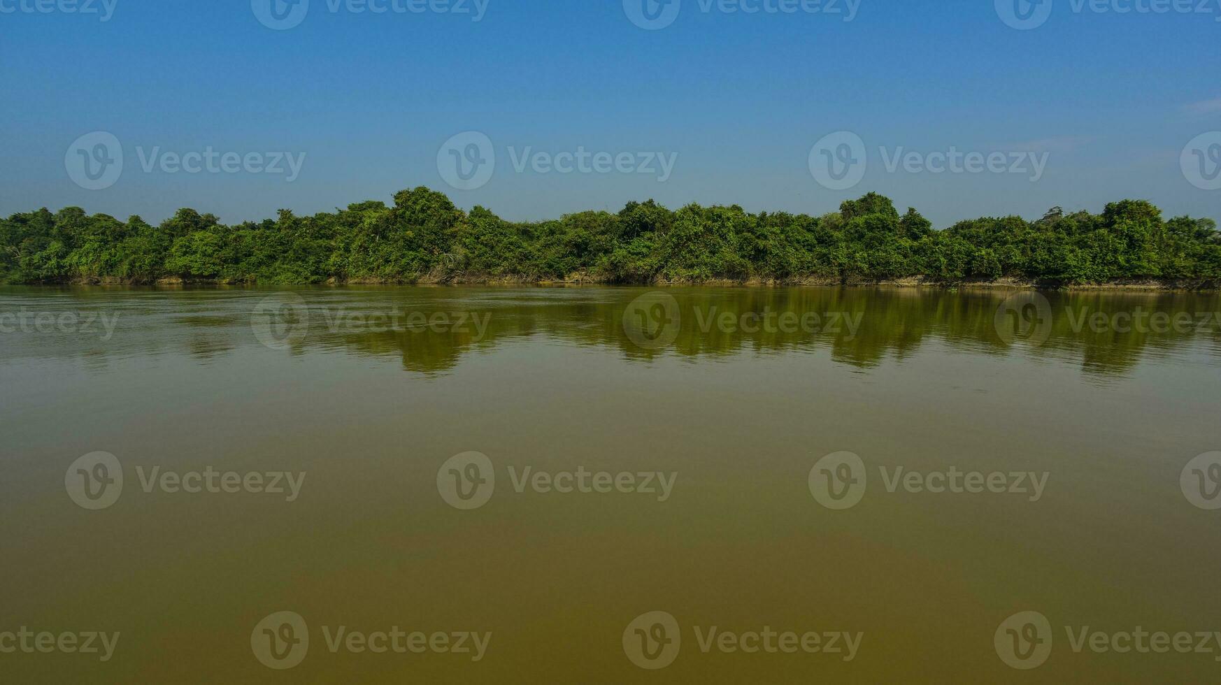 pantanal bosque ecosistema, mato asqueroso, Brasil foto