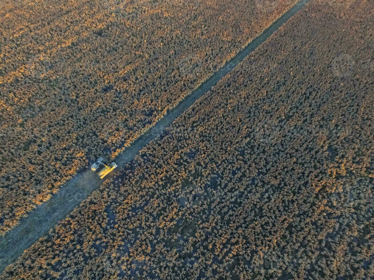 sorgo cosecha, en la pampa, argentina foto