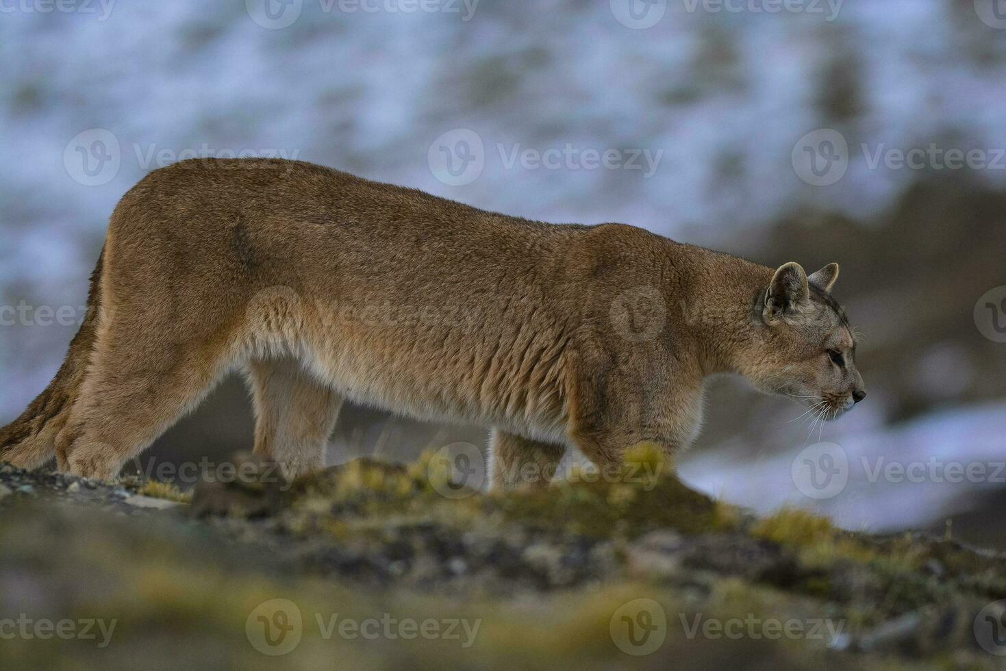 Puma walking in mountain environment, Torres del Paine National Park, Patagonia, Chile. photo