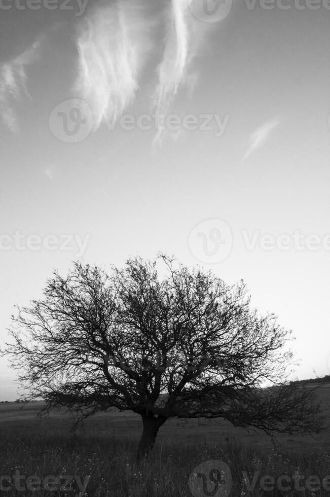 pampa césped paisaje, la pampa provincia, Patagonia, argentina. foto