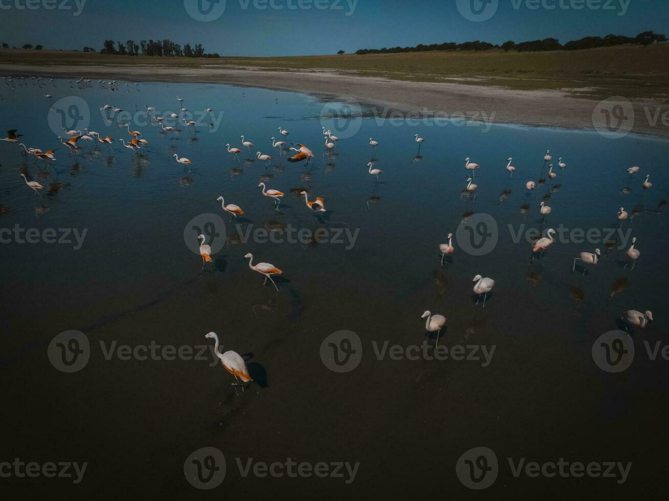 flamencos en Patagonia , aéreo ver foto