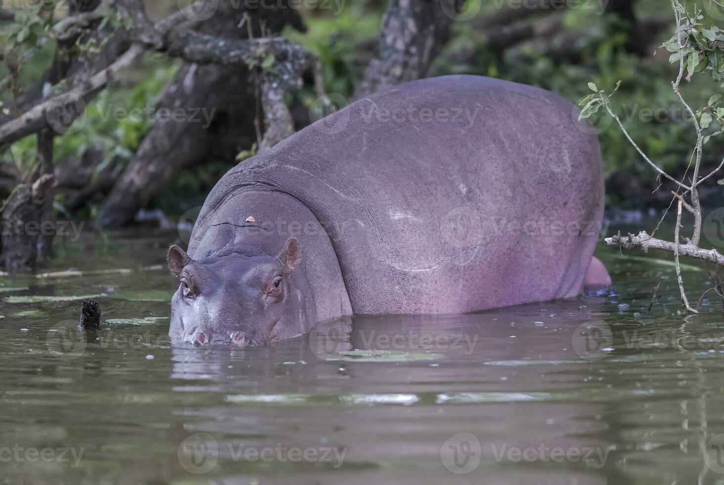 African Hippopotamus, South Africa, in forest environment photo