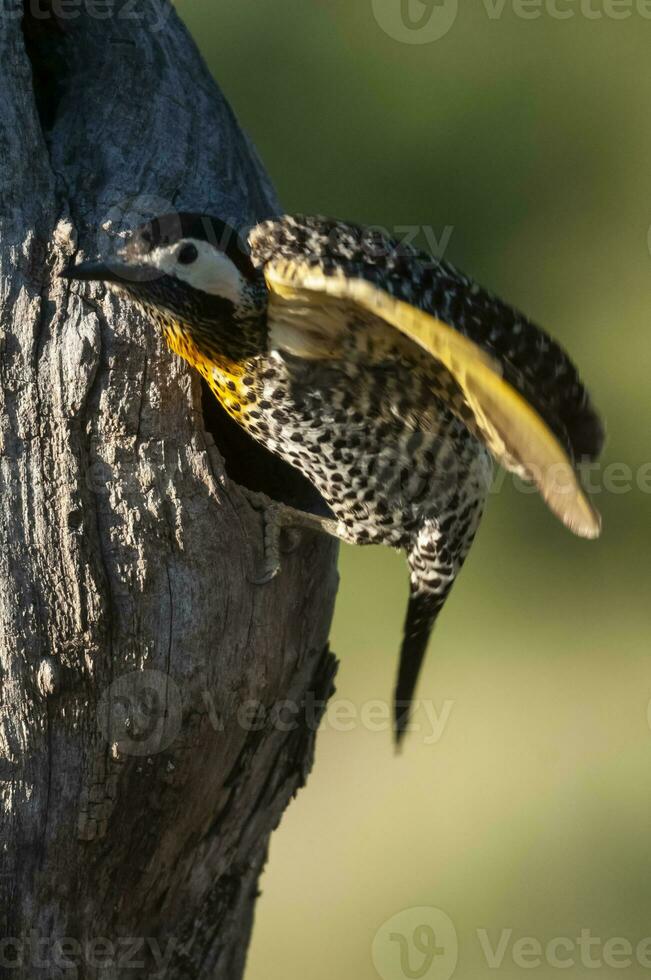 verde prohibido pájaro carpintero en bosque ambiente, la pampa provincia, Patagonia, argentina. foto