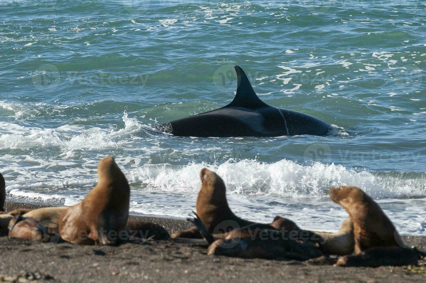 Killer whale hunting sea lions on the paragonian coast, Patagonia, Argentina photo