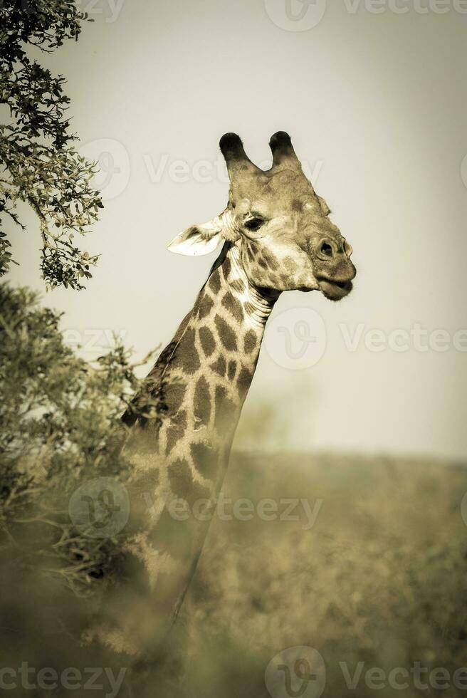 Giraffe in the jungle habitat, Africa photo