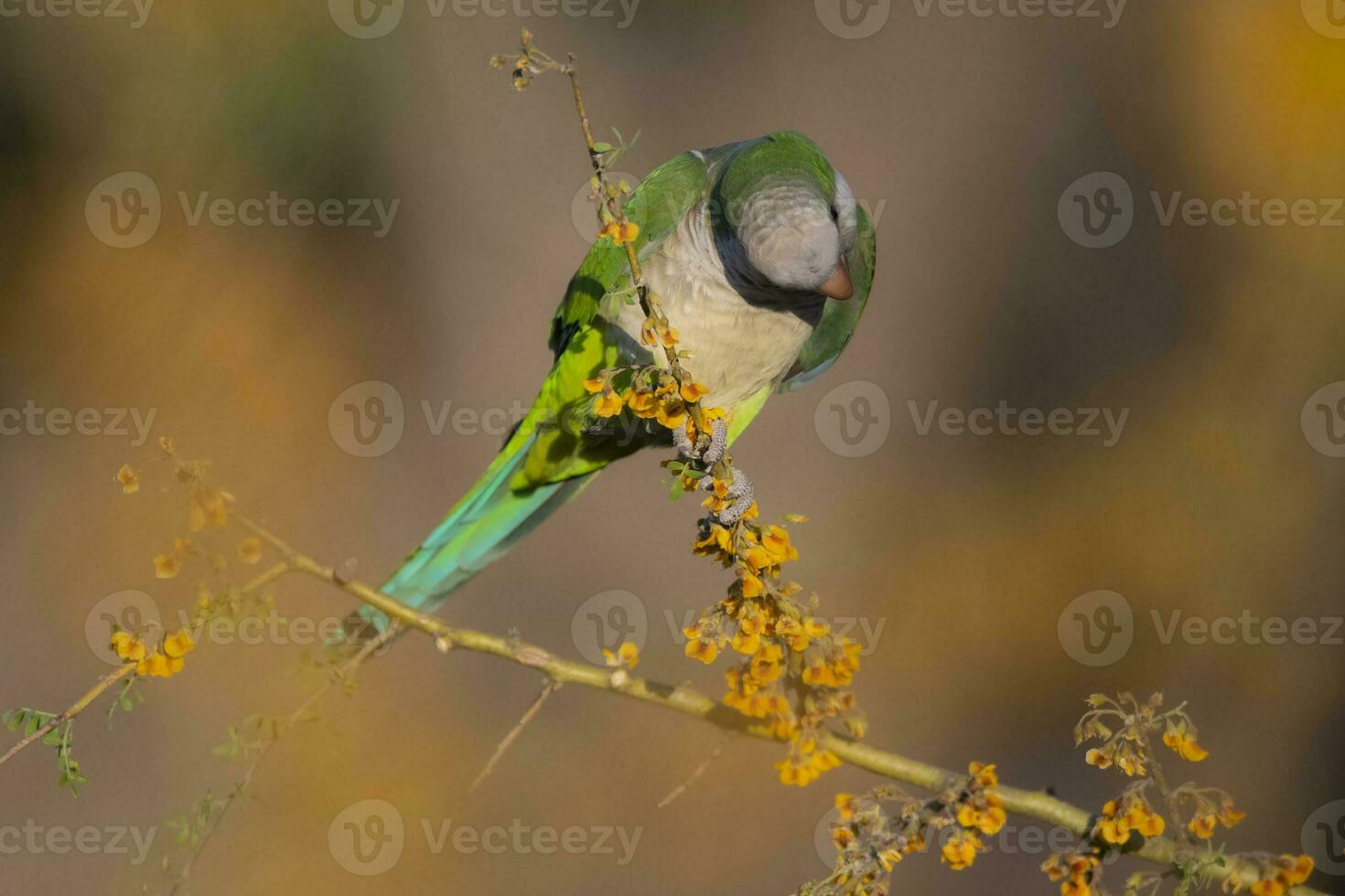 Parakeet perched on a bush with red berries , La Pampa, Patagonia, Argentina photo