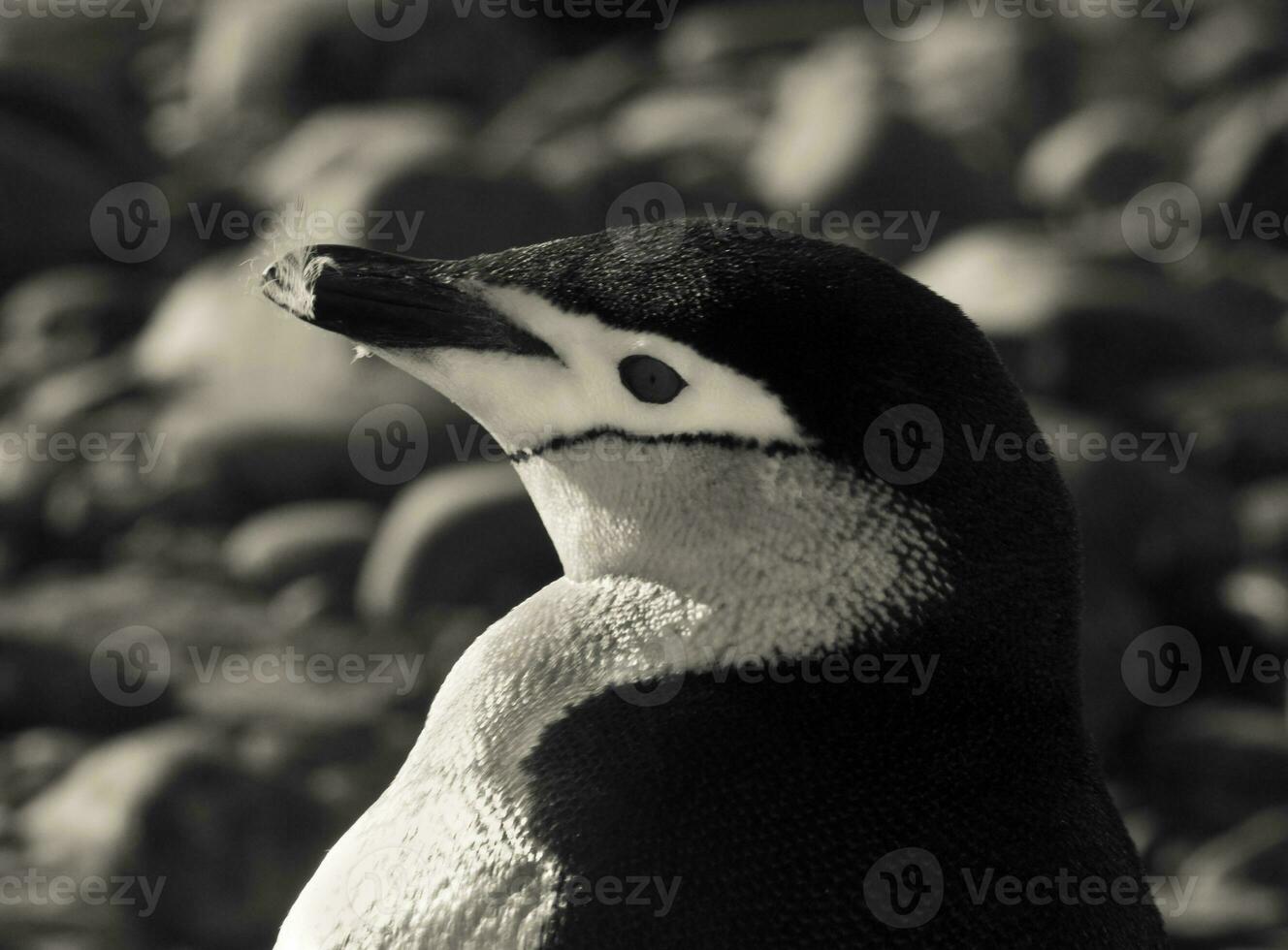 Chinstrap Penguin, Paulet island, Antartica, Scientific name,Pygoscelis antarcticus photo