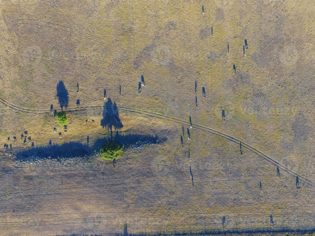 novillos alimentado con natural césped, pampa, argentina foto