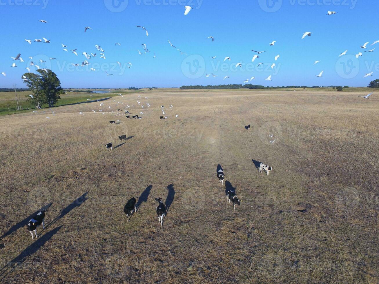 Steers fed with natural grass, Pampas, Argentina photo