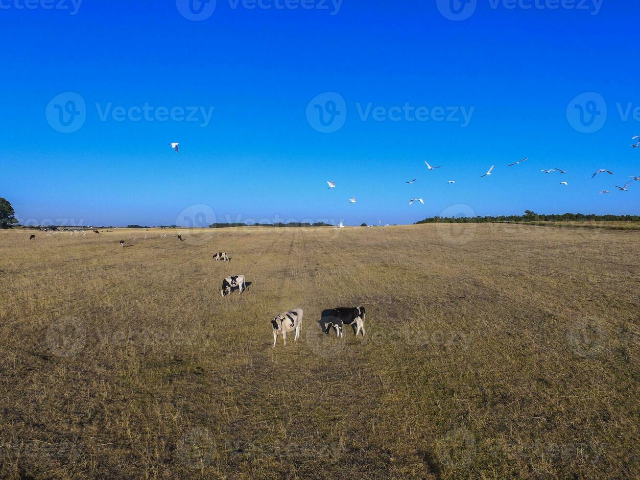 Steers fed with natural grass, Pampas, Argentina photo