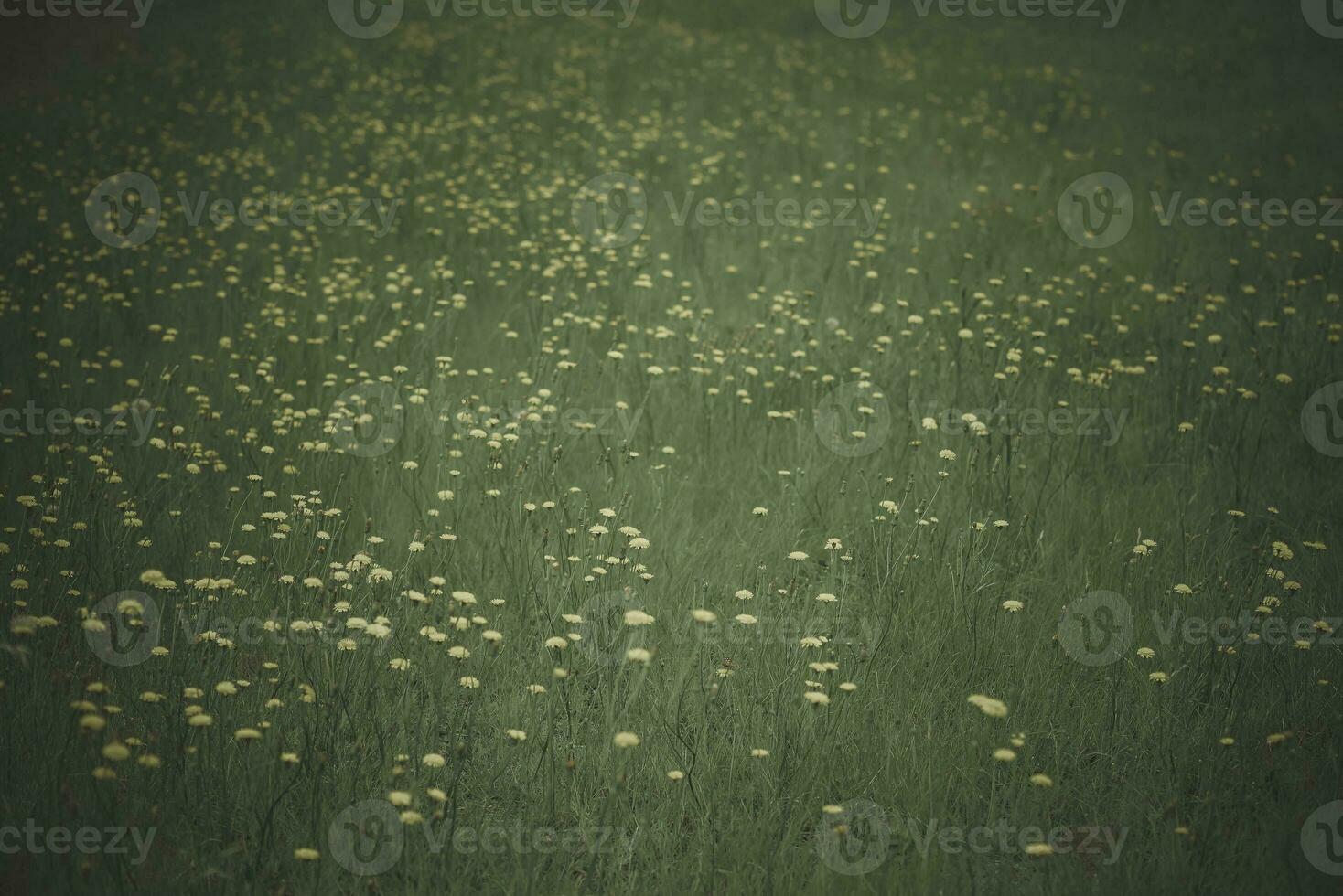 Flowery landscape in the plain, La Pampa, Patagonia, Argentina photo