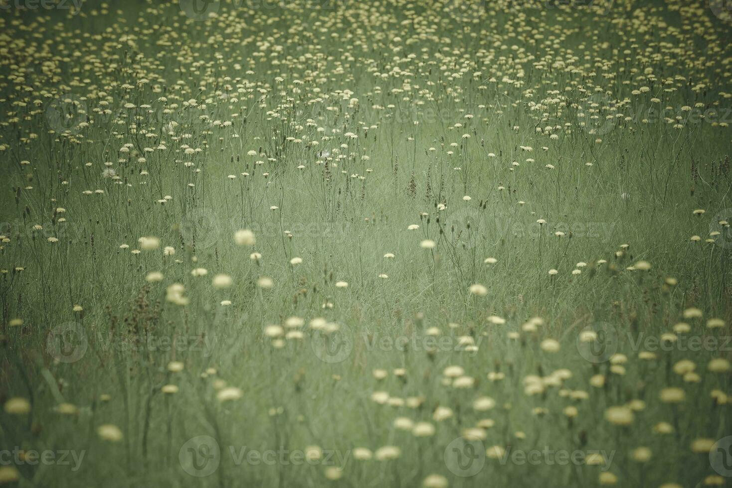 Flowery landscape in the plain, La Pampa, Patagonia, Argentina photo