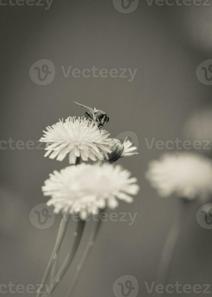 Bee on wild flowers photo