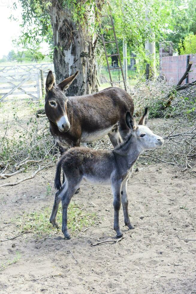 Donkey newborn baby in farm, Argentine Countryside photo