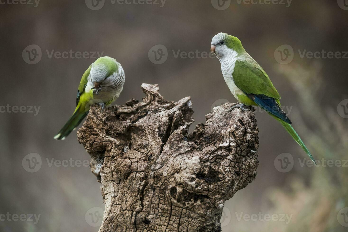 Parakeet,feeding on wild fruits, La Pampa, Patagonia, Argentina photo