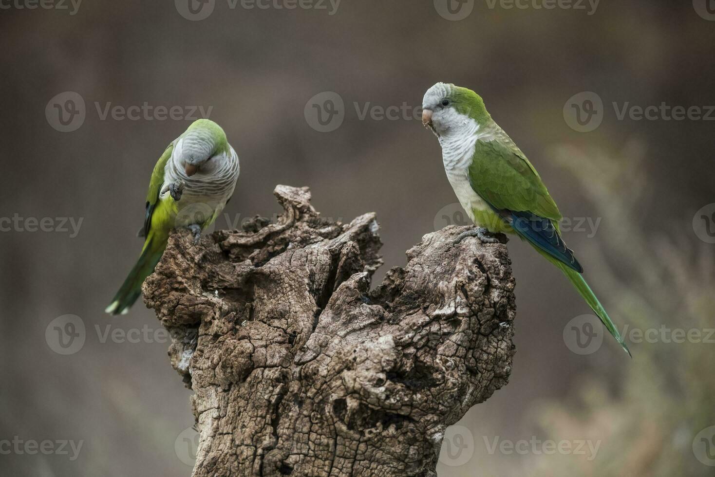 Parakeet,feeding on wild fruits, La Pampa, Patagonia, Argentina photo