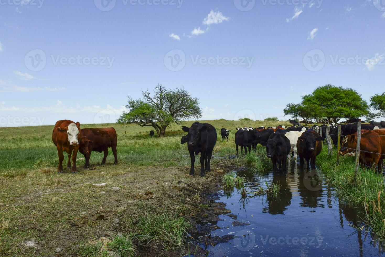 Steers fed with natural grass, Pampas, Argentina photo