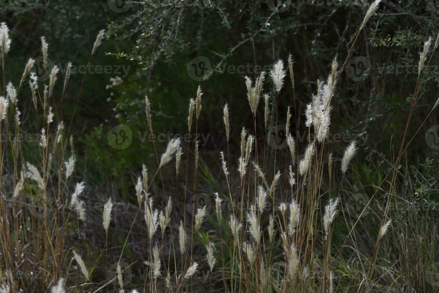 Wild flowers in semi desertic environment, Calden forest, La Pampa Argentina photo