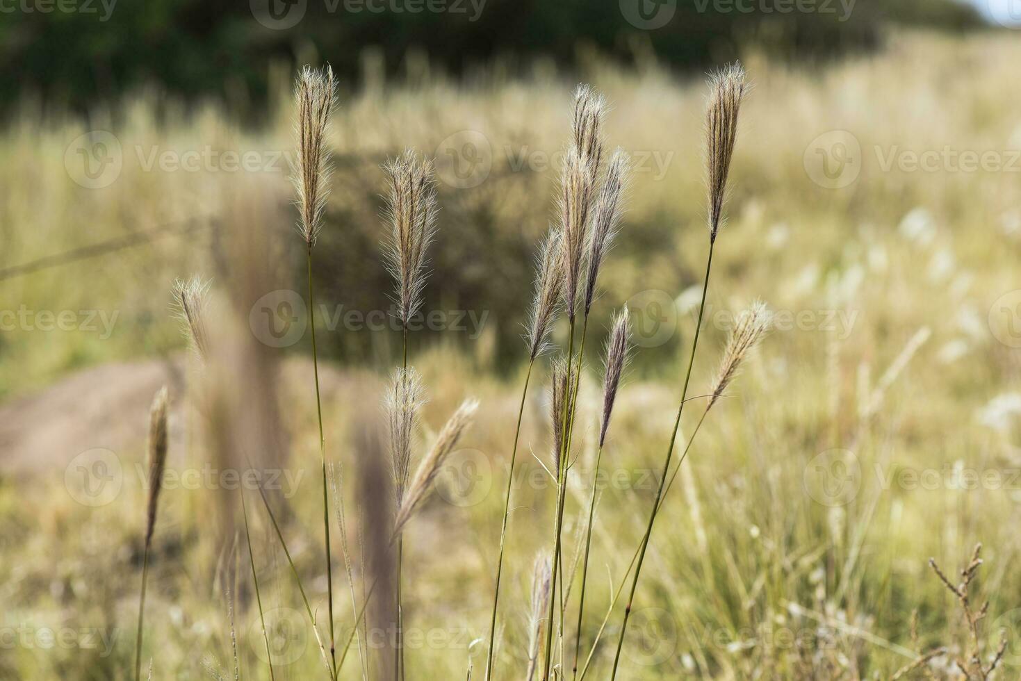 Wild flowers in semi desertic environment, Calden forest, La Pampa Argentina photo