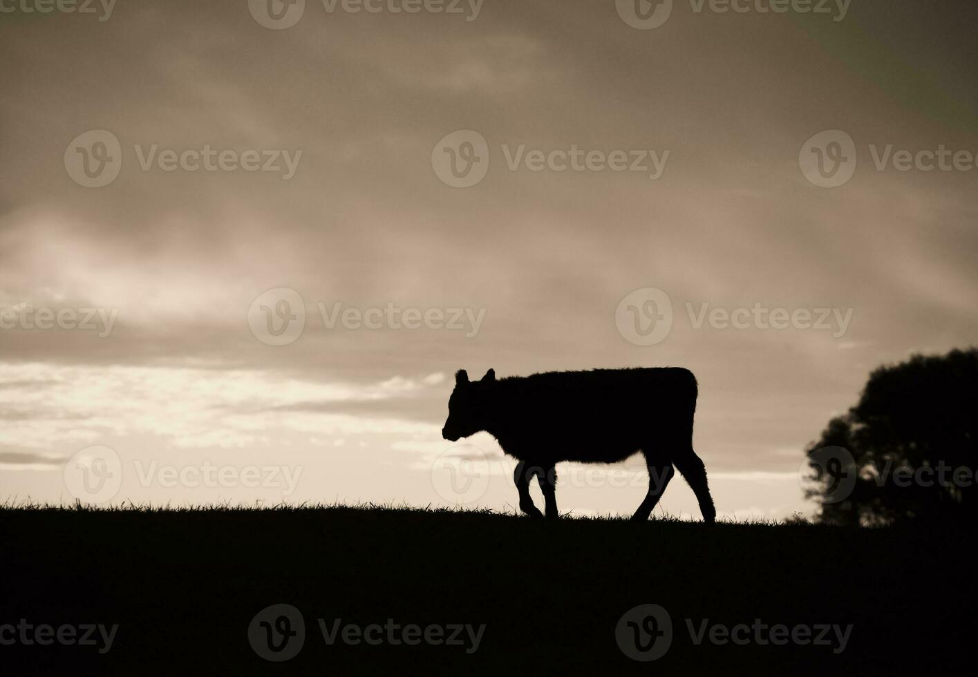 Cows fed  grass, in countryside, Pampas, Patagonia,Argentina photo