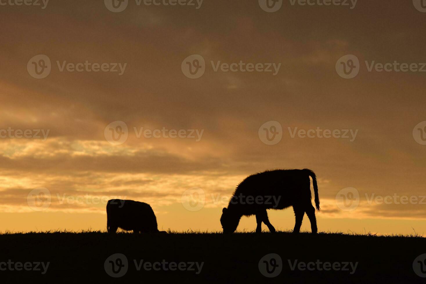 Steers fed with natural grass, Pampas, Argentina photo