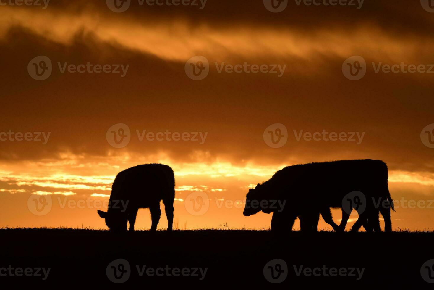 Steers fed with natural grass, Pampas, Argentina photo