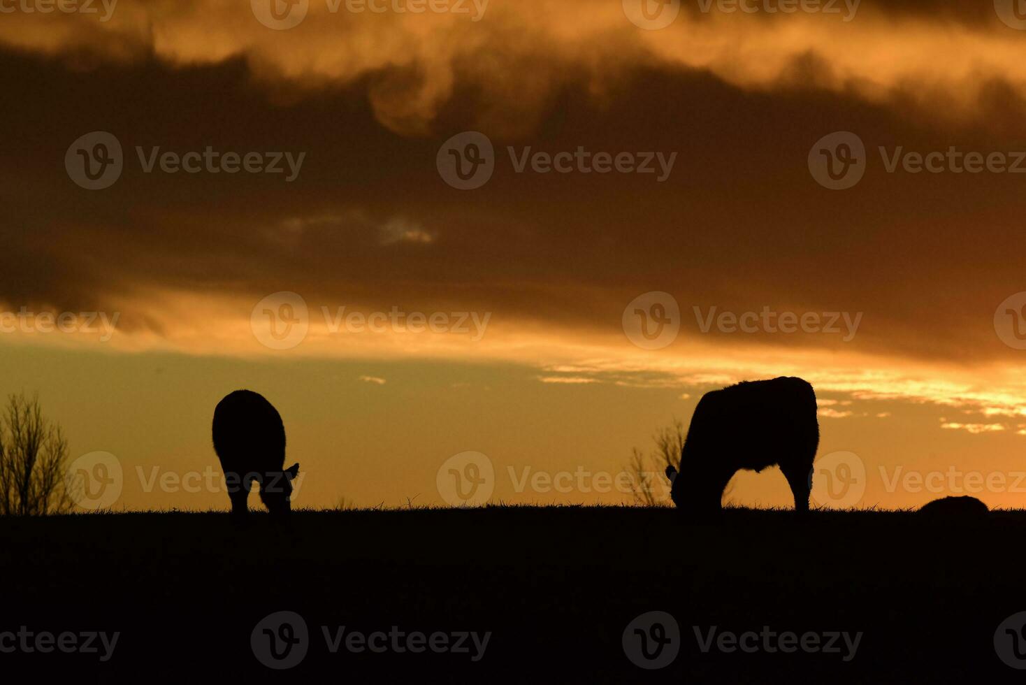 Steers fed with natural grass, Pampas, Argentina photo