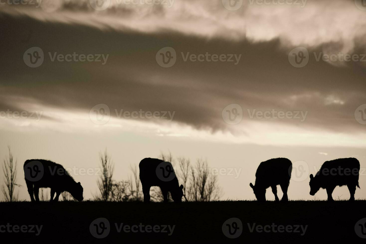 vacas alimentado césped, en campo, pampa, patagonia,argentina foto