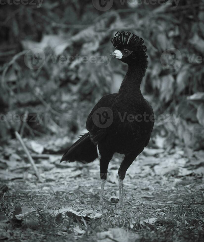 Bare faced Curassow, in a jungle environment, Pantanal Brazil photo