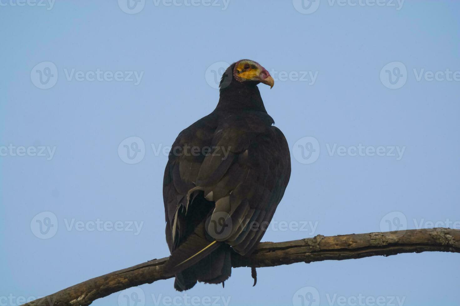 Lesser Yellow headed Vulture photo